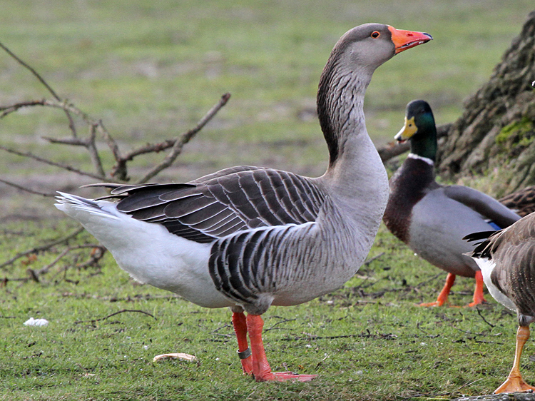 domestic Greylag Goose x Swan Goose hybrid